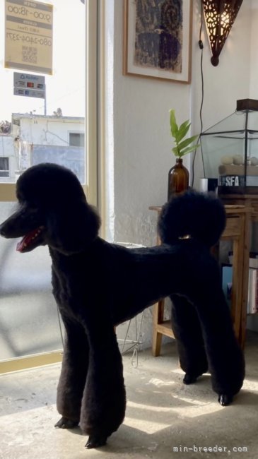 ウォッカの妹（琉愛）｜海老原　智美(えびはら　さとみ)ブリーダー(沖縄県・スタンダードプードル・JKC登録)の紹介写真3