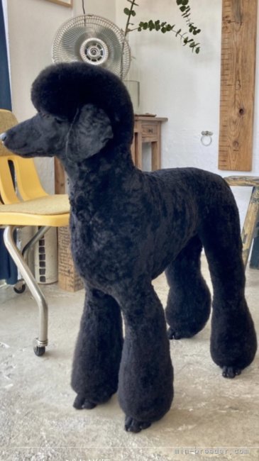 穏やかな（ウォッカ）｜海老原　智美(えびはら　さとみ)ブリーダー(沖縄県・スタンダードプードル・JKC登録)の紹介写真4