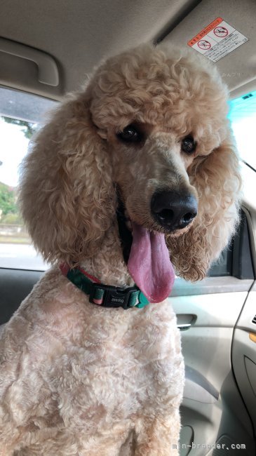 美らさの娘　優しい子（美海）｜海老原　智美(えびはら　さとみ)ブリーダー(沖縄県・スタンダードプードル・JKC登録)の紹介写真5