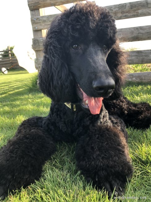 美海とウォッカの息子　穏やかなティーダ｜海老原　智美(えびはら　さとみ)ブリーダー(沖縄県・スタンダードプードル・JKC登録)の紹介写真6