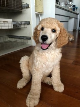 スタンダードプードル【沖縄県・男の子・2022年3月14日・アプリコット】の写真「両親の穏やかな性格を受け継いだイケメンくん」