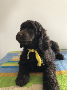 スタンダードプードル【沖縄県・男の子・2022年3月14日・ブラウン】の写真「両親の穏やかな性格を受け継いですくすく育っています」