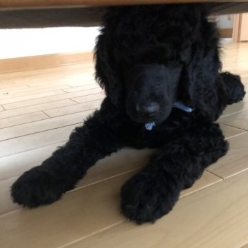 スタンダードプードル【沖縄県・男の子・2023年4月13日・ブラック】の写真「穏やかで優しい子です。」