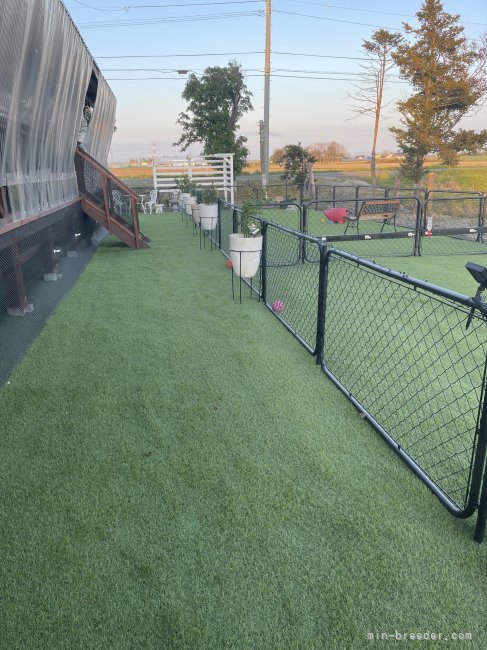 菅原　ひとみ(すがわら　ひとみ)ブリーダー(北海道・トイプードルなど・JKC登録)の紹介写真10