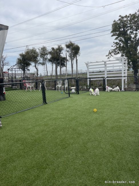 菅原　ひとみ(すがわら　ひとみ)ブリーダー(北海道・トイプードルなど・JKC登録)の紹介写真2