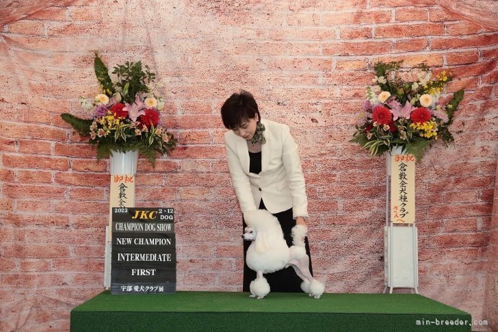 菅原　ひとみ(すがわら　ひとみ)ブリーダー(北海道・トイプードルなど・JKC登録)の紹介写真4