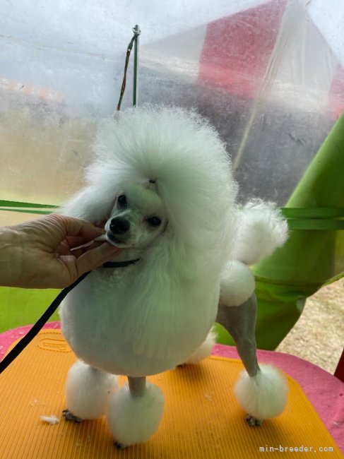 菅原　ひとみ(すがわら　ひとみ)ブリーダー(北海道・トイプードルなど・JKC登録)の紹介写真5