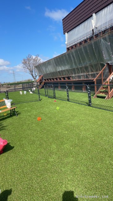 菅原　ひとみ(すがわら　ひとみ)ブリーダー(北海道・トイプードルなど・JKC登録)の紹介写真7