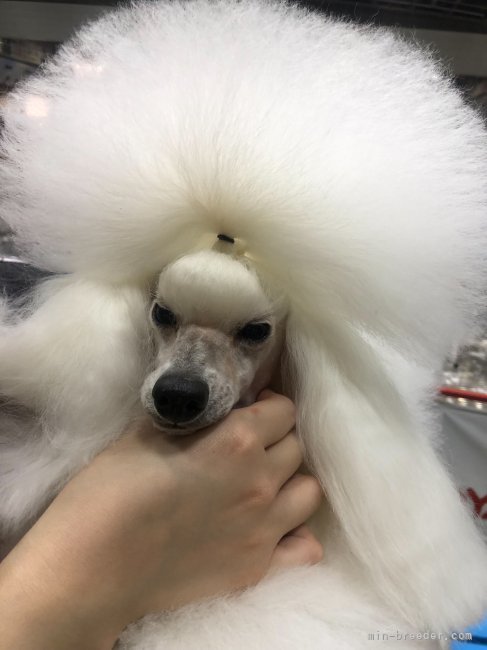 CH　ユズ｜菅原　ひとみ(すがわら　ひとみ)ブリーダー(北海道・トイプードルなど・JKC登録)の紹介写真9