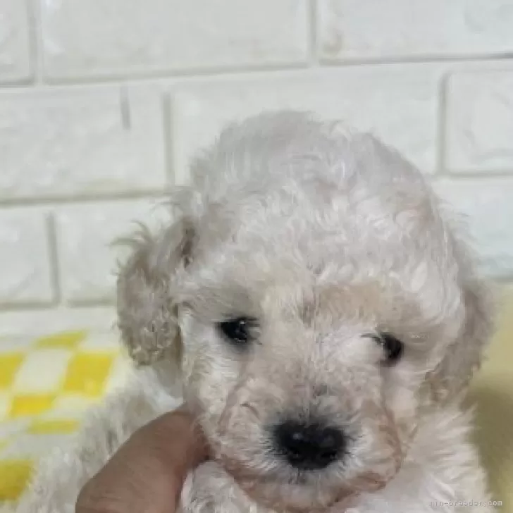 ID：2410-04195の子犬