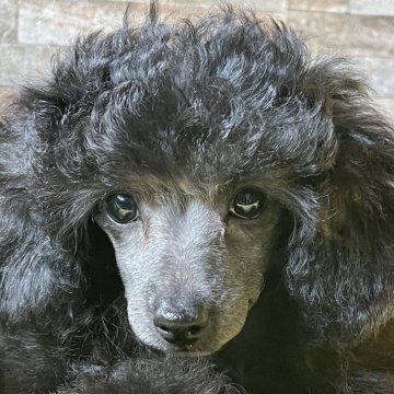 トイプードル(トイ)【北海道・女の子・2025年1月12日・グレー】の写真「お顔の可愛い女の子です😍」