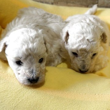 トイプードル(タイニー)【北海道・男の子・2025年11月9日・ホワイト】の写真「お父さんはCH犬ですお母さんも大変綺麗な子です！」