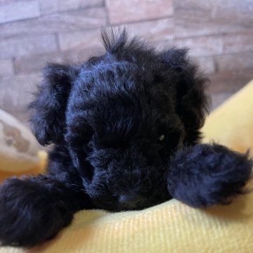 トイプードル(タイニー)【北海道・男の子・2024年10月26日・ブラック】の写真「ひとりっ子なのでのんびり屋さんです。」