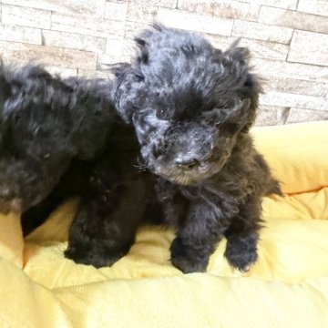 トイプードル(タイニー)【北海道・男の子・2025年10月20日・グレー】の写真「小さくて可愛い男の子です」