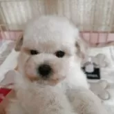 タイニープードル【北海道・男の子・2025年9月19日・ホワイト】の写真1