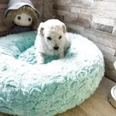 タイニープードル