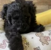 タイニープードル【北海道・男の子・2024年10月26日・ブラック】の写真2