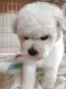 タイニープードル【北海道・男の子・2025年9月19日・ホワイト】の写真5