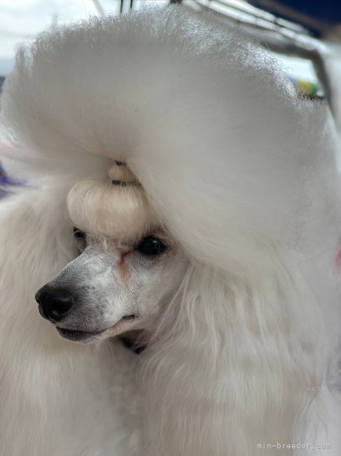 タイニープードル【・男の子・2021年10月17日・ホワイト】