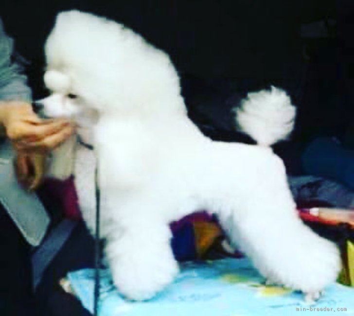 タイニープードル【・女の子・2023年7月10日・ホワイト】