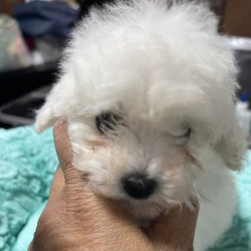 トイプードル(ティーカップ)【北海道・女の子・2024年4月20日・ホワイト】の写真「とても小さくてお顔の可愛い女の子です！」