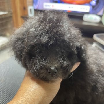 トイプードル(トイ)【北海道・男の子・2024年4月17日・シルバー グレー】の写真「元気な男の子です！」