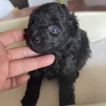 トイプードル(トイ)【北海道・男の子・2023年5月8日・シルバー】の写真「JKCチャンピオンの父を持ち大変構成の良い子です」