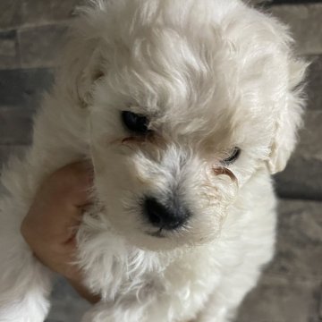 トイプードル(タイニー)【北海道・女の子・2024年8月21日・ホワイト】の写真「とても可愛い女の子です」