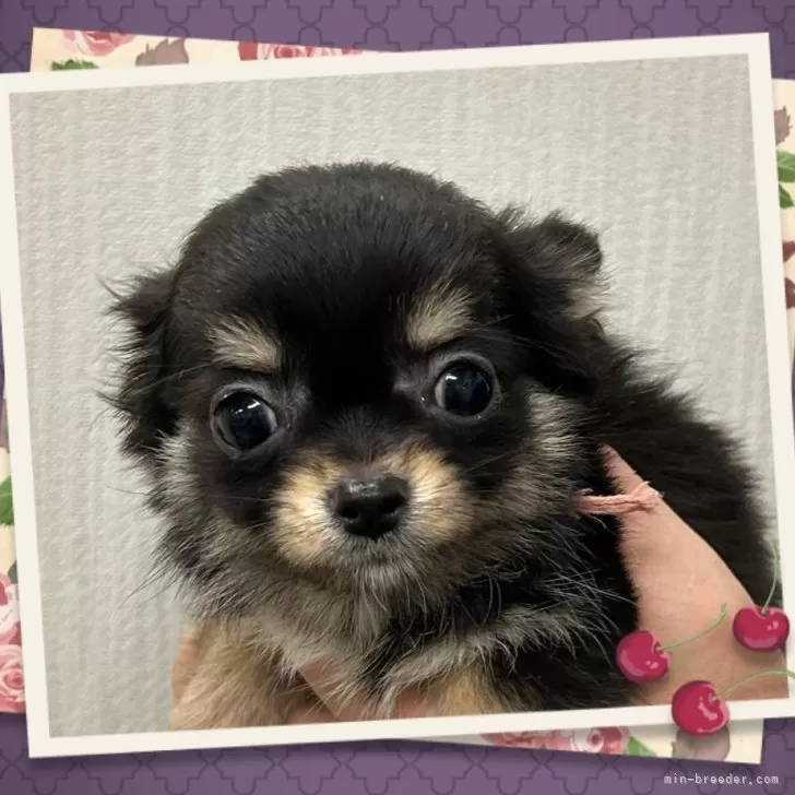ID：2411-00101の子犬