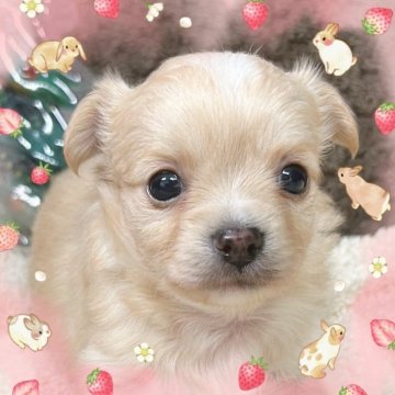 チワワ(ロング)【富山県・男の子・2025年11月7日・クリーム】の写真「ムチムチ、コロコロしてて可愛いです。離乳食特訓中。」