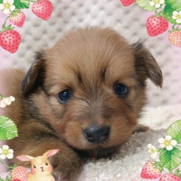 【富山県・女の子・2025年10月10日・オレンジ】の写真「ムチムチコロコロのポッチャリタイプの可愛い女の子。」