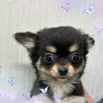 チワワ(ロング)【富山県・女の子・2024年9月28日・ブラックタン&ホワイト】の写真「ムチムチしててお鼻が詰まった可愛い子です。」