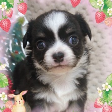 チワワ(ロング)【富山県・男の子・2025年11月7日・ブラックタン&ホワイト】の写真「ムチムチ、コロコロしてて可愛いです。離乳食特訓中。」