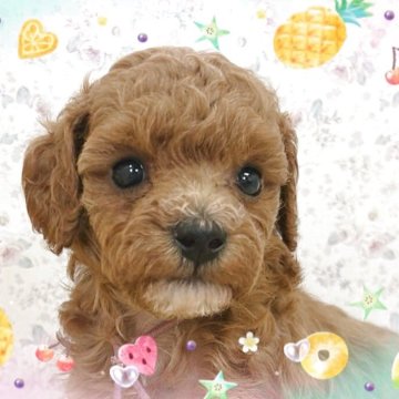 トイプードル(トイ)【富山県・女の子・2025年5月30日・レッド】の写真「小振りなパパとママから生まれた美人さんです。」