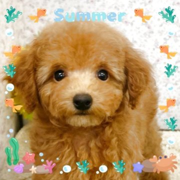 トイプードル(トイ)【富山県・女の子・2025年5月30日・レッド】の写真「小振りなパパとママから生まれた小振り予想の女の子で」