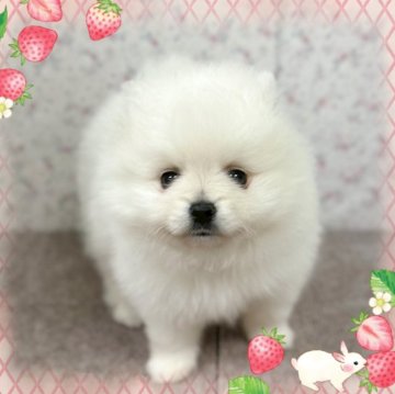 ポメラニアン【富山県・男の子・2025年1月16日・ホワイト】の写真「一人っ子でマルマルしています。」
