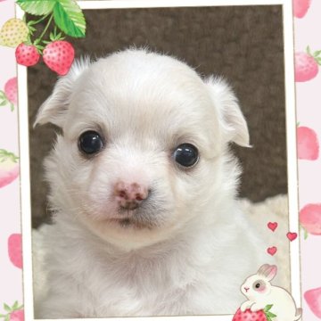 チワワ(ロング)【富山県・女の子・2025年11月7日・ホワイト】の写真「白くてフワフワ。ムッチリしてて可愛いです。」