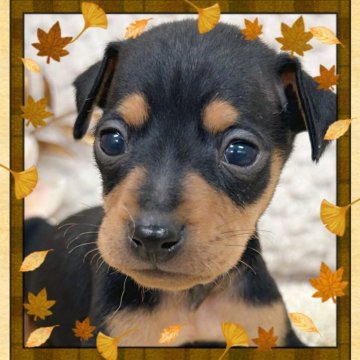 ミニチュアピンシャー【富山県・男の子・2025年9月13日・ブラック&タン】の写真「キレイな顔立ちのイケメンくん。
元気いっぱい！」