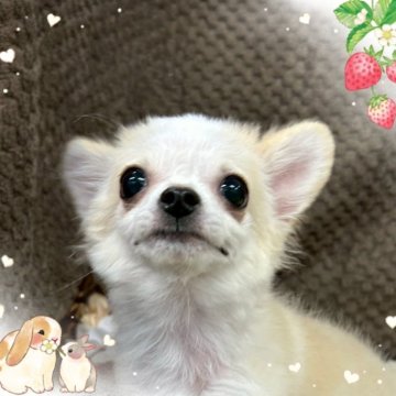 チワワ(ロング)【富山県・男の子・2025年7月4日・クリーム&ホワイト】の写真「お目めクリクリ！元気いっぱいのイケメンくんです。」