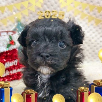 マルプー(トイプードル×マルチーズ)【富山県・男の子・2025年10月25日・ブラック&ホワイト】の写真「胸の白い毛がチャームポイントのイケメンボーイです。」