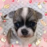 チワワ(ロング)