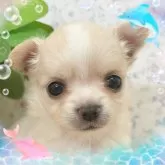 チワワ(ロング)