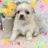 チワワ(ロング)