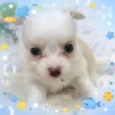 チワワ(ロング)