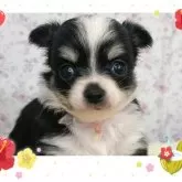 チワワ(ロング)