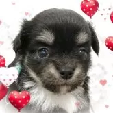 チワワ(ロング)