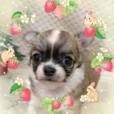 チワワ(ロング)【富山県・女の子・2025年10月11日・フォーン&ホワイト】の写真1「体重540g。5頭兄妹で仲良く離乳食特訓中！短足でちまちま歩く姿が可愛いです。」