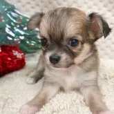 チワワ(ロング)