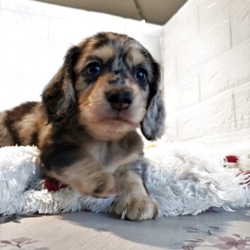 ミニチュアダックスフンド(ロング)【福岡県・男の子・2025年7月19日・シルバーダップル】の写真「カラーバランスの良い子です」