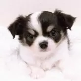 チワワ(ロング)